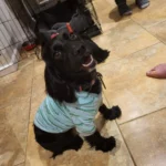 Harriet