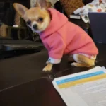 Linda